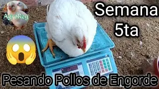 Pesando POLLOS de ENGORDE || 5ta Semana y 20 d&iacute;as. Excelentes Resultados!