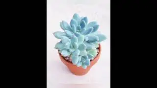 Blue Succulent Plants