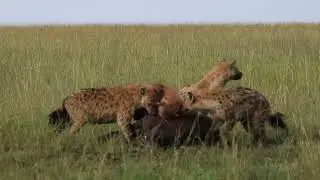 HYENAS SAVAGELY ATTACK BUFFALO CALF || HYENA ATTACK || MAASAI MARA || WILD EXTRACT
