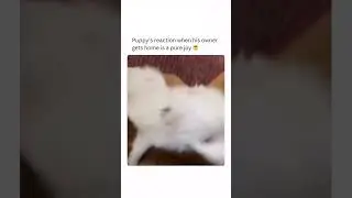 Puppy&rsquo;s reaction as their parent gets back home is a pure joy 🥹