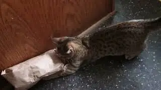 High-energy cat loves playing in paper bag