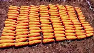 Ellora Seeds | Ellora Commando-1112  #review #farming #agriculture#farmer #kisan #india #khetibadi