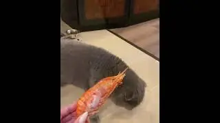 a cat that is nauseous after the smell of shrimp