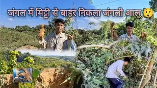 Find Real Jungle Potato 😲| जंगल में मिट्टी से निकला आलू | @Sukendiary #viralvideo #wildlife #forest 
