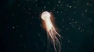 Guided Meditation - Energizing and Joy Bringing