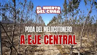 Pruning peach trees to a central leader 🍑 | How to train and maintain intensively grown trees