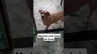 #cachorro #videodecachorro #videosengracados #beagles