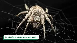 New Study Shows Spiders Use Webs to Extend Their Hearing