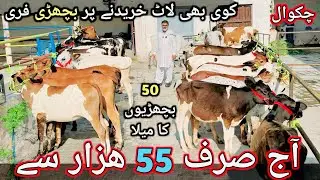 Heifers for sale in Chakwal | 50 Australian fresion red fresion and cross heifers
