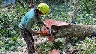 SKILL TEST! SPLITTING A COCONUT TREE AMONG BAMBOO