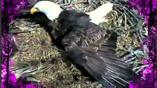 Decorah Eagles Goodbye 2012