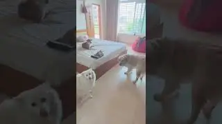 When all my reasons (Read:Dogs) for sleep deprivation are in one room!!