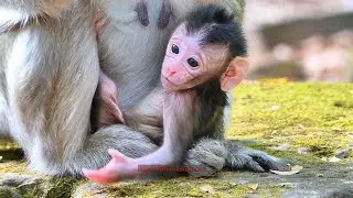 Virgal is Cute Baby Monkey asking Young Mother for Milk | BBC Natural Animals