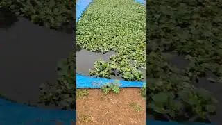 Lạnh rồi ốc nhồi bể bạt chủ yếu còn bi mí vịt nhiều mọi người cần con giống ốc liên hệ e