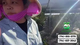 mãng cầu 2 in 1..na sầu riêng+lahamra kèm theo quà tặng đặc biệt