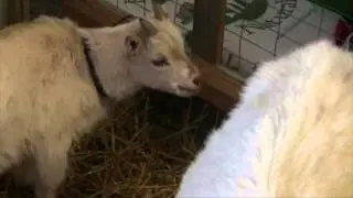 Goat College