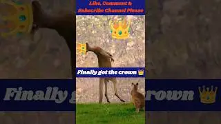 Kangaroo Fighting For Mating With Female Kangaroo #kangaroo #mawandpaw #nature #animals #bts