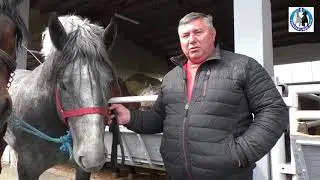 -Braća Šarići iz Našica idu u projekat najveće štraparijade regiona -2019