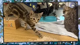 Foster Kitten Livestream (S23, E24 - Jan 8, 2025)
