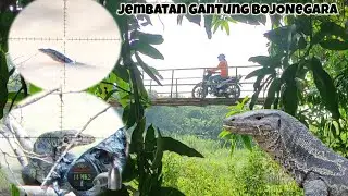 SHURIKEN SLUG ‼️ BERBURU BIAWAK JEMBATAN GANTUNG BOJONEGARA SUKASENENG CITY‼️