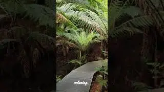 walk down a fern forest... #fernforest #relaxing #australianature #smileynomad