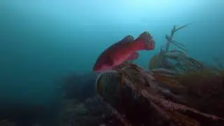 Diving St Abbs, Scotland July 2021