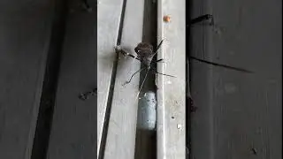 Leaf-footed Bug  moving it's legs & 