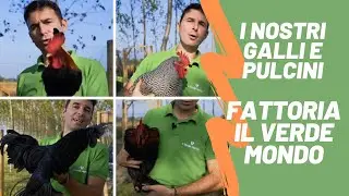Fattoria Il Verde Mondo | Ti presento i nostri galli e pulcini