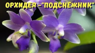 Орхидея &ndash; &laquo;подснежник&raquo;. Phalaenopsis Summer Rose 'Blue Star'