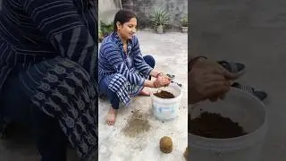 Govardhan Pooja 🎉 #shorts #sonamlive #minivlog #viral #govardhan #festival #youtubeshorts
