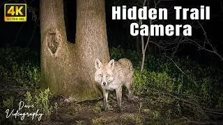 Badgers And more: The Secretive Superstars of the Woodland#CEYOMUR CY65 Trail camera