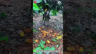 Cocoa Pod Collection: Ground Harvesting After Precision Cutting