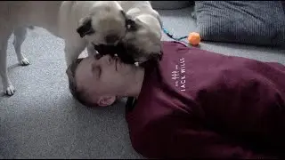 Double Pug Kisses!