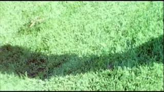 Stegosaurus Rex - Green