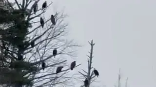 Maine man finds large gathering of bald eagles and captured it on video