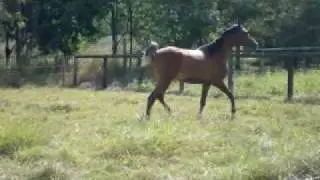 Purebred arabian gelding for sale