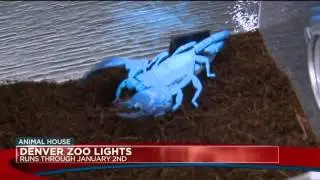 Animal House  Check out the Denver Zoo Lights