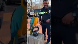 Gym Exit Smile 😁 #viral #funny #funnyanimals #talkingparot #nonstoptalkingparrot #birds #parrot