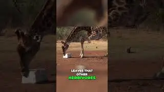 Incredible Giraffe Facts: Nature's Tallest Wonder! 🦒🌳 #ytshorts
