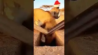 #funny #animalhumor #animals