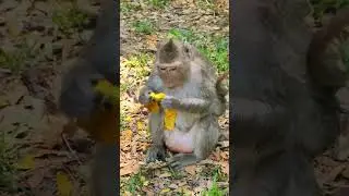 Baby monkey eats mango with mother  #monkey #monkeyzone #babyprimate #animals #monkeybab #babyanimal