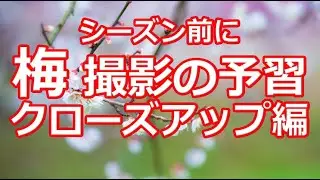 梅撮影の予習　クローズアップ編