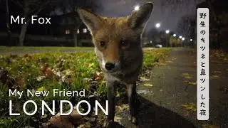 🦊 A gentle nose touch (boop) with a wild fox in London 🥹🫶