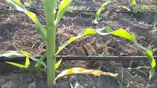 Irrigação  no gotejamento por gravidade no milho