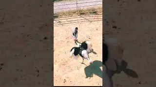 Hunting Ostrich for making food