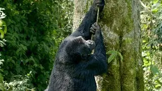 Silverback Gorilla Climbing Fail | Gorilla Family and Me | BBC Earth