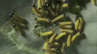 Cabbage White caterpillars emerging from eggs time lapse
