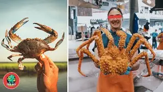 Are Crabs Aliens of the Sea? - Facts About Crabs