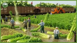 Race Against the Clock &ndash; How Farmers Harvest Fruits & Veg on Huge Scale | Agriculture Technology