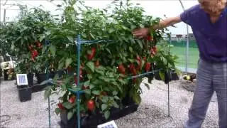 Solar Quadgrow Peppers